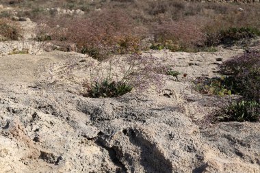 İsrail 'in kuzeyindeki dağlarda taş ve kaya dokusu 
