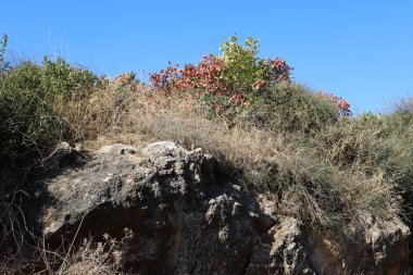 İsrail 'in kuzeyindeki dağlarda taş ve kaya dokusu 