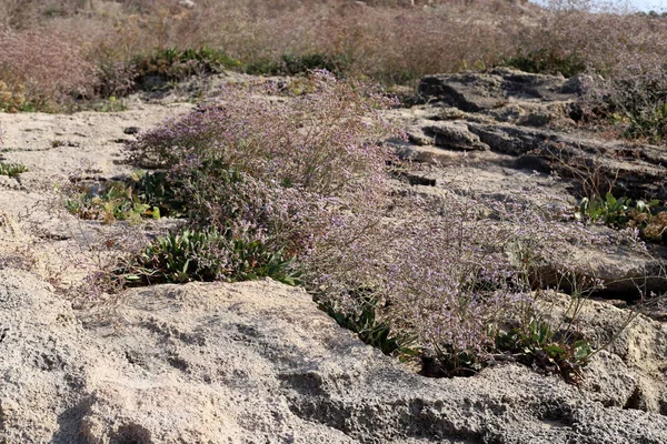 Textura Pedras Rochas Nas Montanhas Norte Israel — Fotografia de Stock