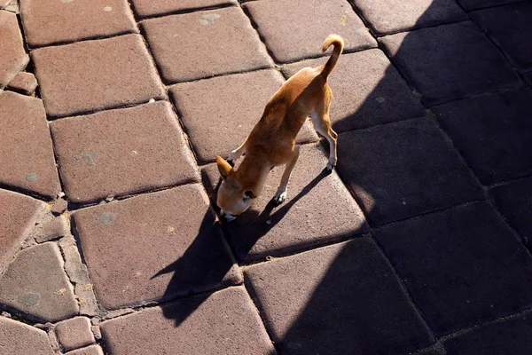 Cane Cammina Lungo Marciapiede Una Grande Città Nel Nord Israele — Foto Stock