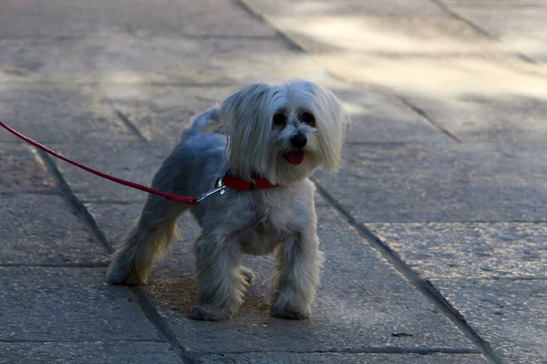 Perro Pasea Por Acera Una Gran Ciudad Norte Israel —  Fotos de Stock