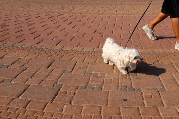 Dog Walks Sidewalk Big City Northern Israel — Stock Photo, Image