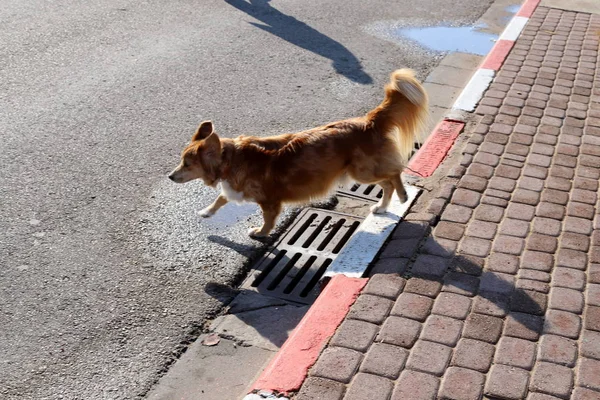 Cane Cammina Lungo Marciapiede Una Grande Città Nel Nord Israele — Foto Stock
