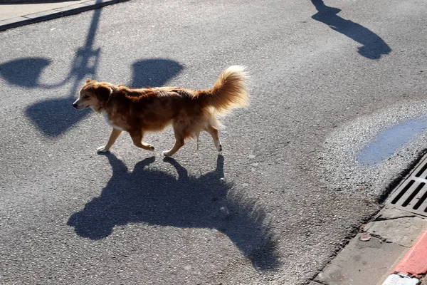 Kuzey İsrail 'de büyük bir şehirde köpek kaldırımda yürüyor. 