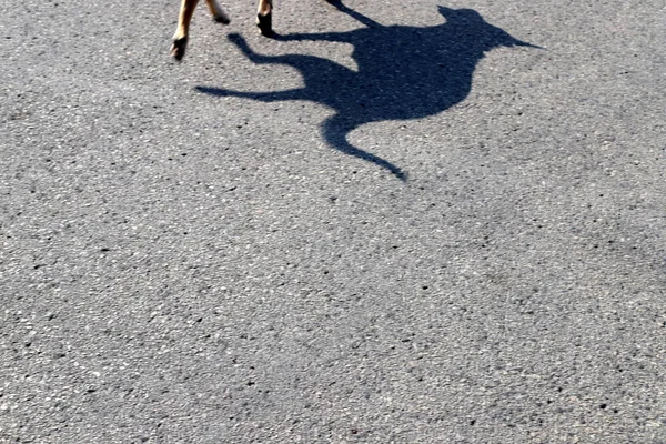 在以色列北部一个大城市的人行道上散步的狗 — 图库照片