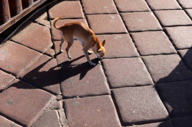 Kuzey İsrail 'de büyük bir şehirde köpek kaldırımda yürüyor. 