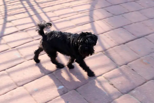 Hund Promenader Längs Trottoaren Storstad Norra Israel — Stockfoto