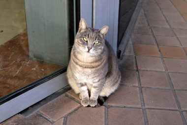 İsrail 'in başkenti Kudüs' te bir kedi kaldırımda yürüyor. 