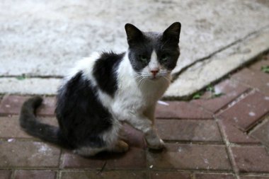 İsrail 'in başkenti Kudüs' te bir kedi kaldırımda yürüyor. 