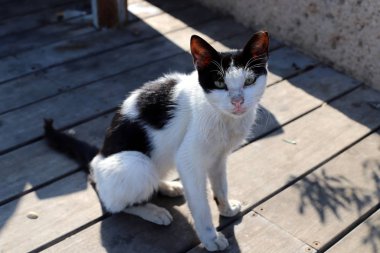 İsrail 'in başkenti Kudüs' te bir kedi kaldırımda yürüyor. 