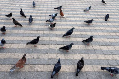 Kuş, İsrail devletinin başkenti Kudüs 'ün merkezindeki kaldırımda oturur. 