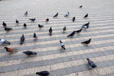 Kuş, İsrail devletinin başkenti Kudüs 'ün merkezindeki kaldırımda oturur. 