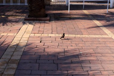 Kuş, İsrail devletinin başkenti Kudüs 'ün merkezindeki kaldırımda oturur. 