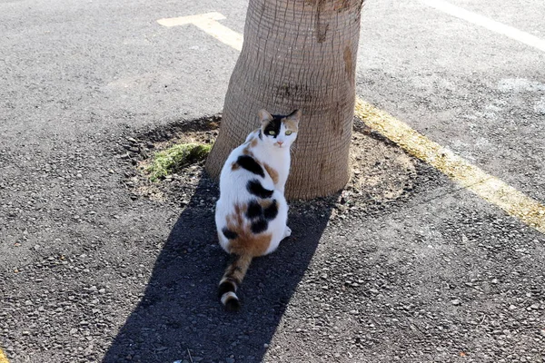 Μια Γάτα Περπατά Κατά Μήκος Του Πεζοδρομίου Στην Παλιά Πόλη — Φωτογραφία Αρχείου