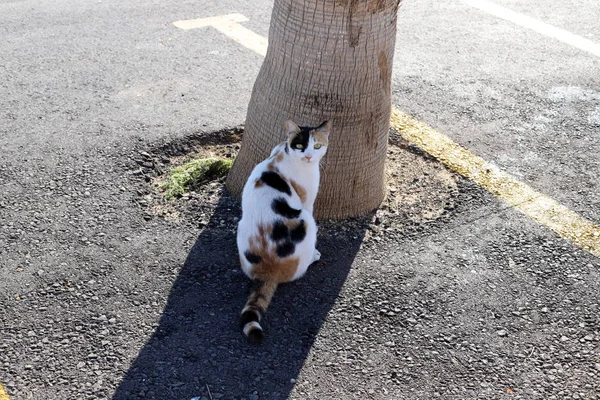 Gatto Cammina Lungo Marciapiede Nella Città Vecchia Gerusalemme Capitale Israele — Foto Stock