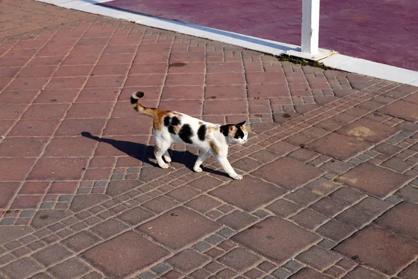 Chat Marche Long Trottoir Dans Vieille Ville Jérusalem Capitale Israël — Photo