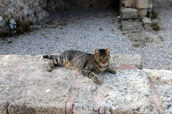 Chat Marche Long Trottoir Dans Vieille Ville Jérusalem Capitale Israël — Photo