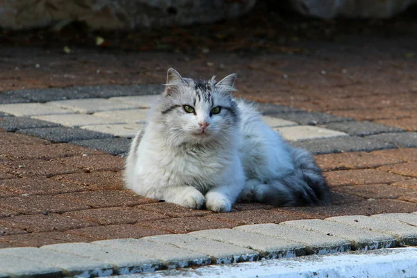 Eine Katze Läuft Auf Dem Bürgersteig Der Altstadt Jerusalem Der — Stockfoto