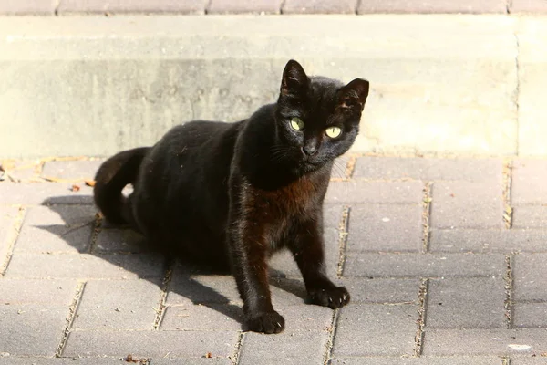 Eine Katze Läuft Auf Dem Bürgersteig Der Altstadt Jerusalem Der — Stockfoto