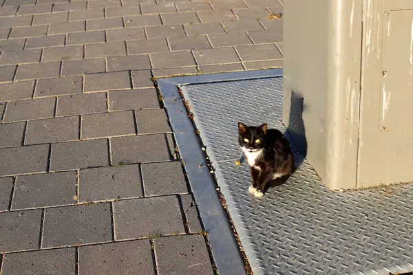 Eine Katze Läuft Auf Dem Bürgersteig Der Altstadt Jerusalem Der — Stockfoto