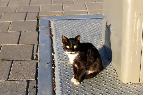 Eine Katze Läuft Auf Dem Bürgersteig Der Altstadt Jerusalem Der — Stockfoto