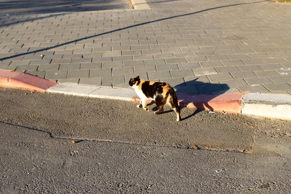 Cat Walks Sidewalk Old City Jerusalem Capital Israel — Stock Photo, Image