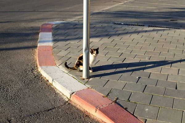 Кошка Идет Тротуару Старом Городе Иерусалима Столице Израиля — стоковое фото