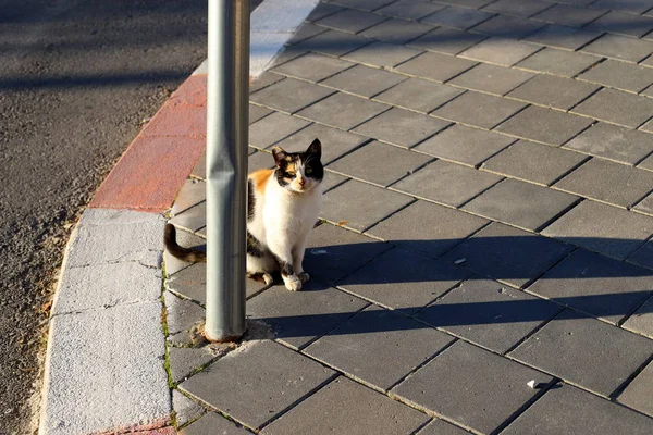 Chat Marche Long Trottoir Dans Vieille Ville Jérusalem Capitale Israël — Photo