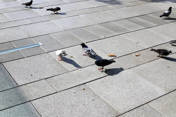 Oiseau Assis Sur Trottoir Dans Centre Ville Jérusalem Capitale Etat — Photo