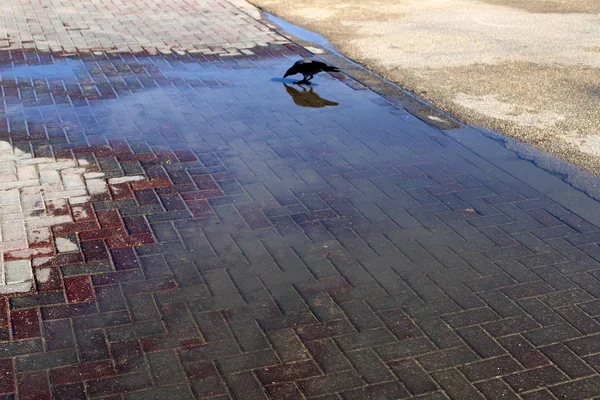Bird Sits Sidewalk City Center Jerusalem Capital State Israel — Stock Photo, Image