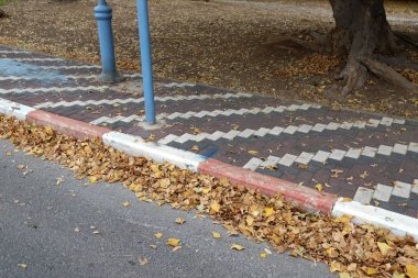 Aralık ayında İsrail 'in kuzeyinde bir şehir parkında ağaçların üzerinde sarı yapraklar ve kuru dallar. 