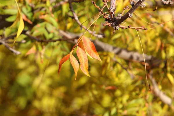 Gelbe Blätter Und Trockene Äste Bäumen Einem Stadtpark Dezember Nordisrael — Stockfoto