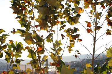 Aralık ayında İsrail 'in kuzeyinde bir şehir parkında ağaçların üzerinde sarı yapraklar ve kuru dallar. 