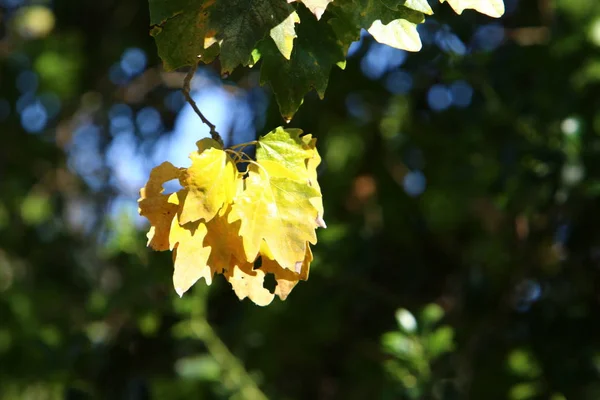 Yellow Leaves Dry Branches Trees City Park December Northern Israel — 스톡 사진