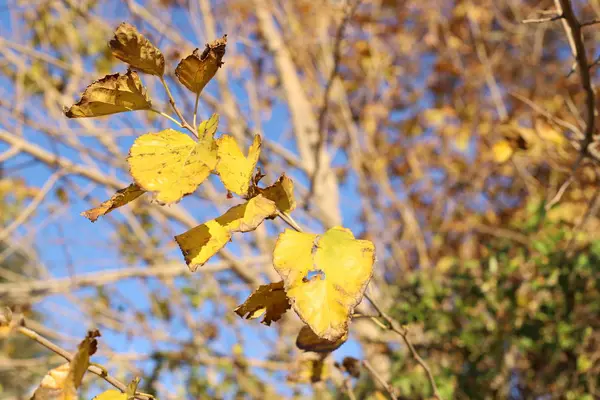 Yellow Leaves Dry Branches Trees City Park December Northern Israel — 스톡 사진