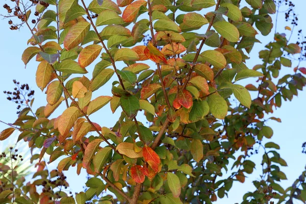 Žluté Listy Suché Větve Stromech Městském Parku Prosinci Severním Izraeli — Stock fotografie