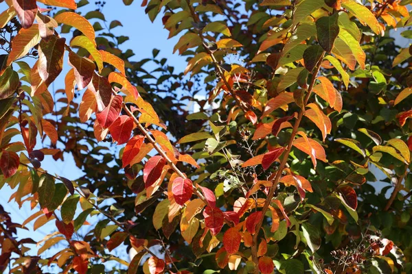 Hojas Amarillas Ramas Secas Árboles Parque Ciudad Diciembre Norte Israel — Foto de Stock