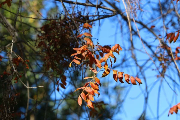 Yellow Leaves Dry Branches Trees City Park December Northern Israel — 스톡 사진