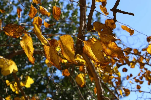 Gele Bladeren Droge Takken Aan Bomen Een Stadspark December Het — Stockfoto