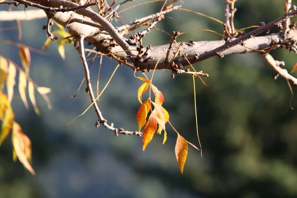 去年12月 以色列北部一个城市公园的黄叶和干枯的树枝 — 图库照片