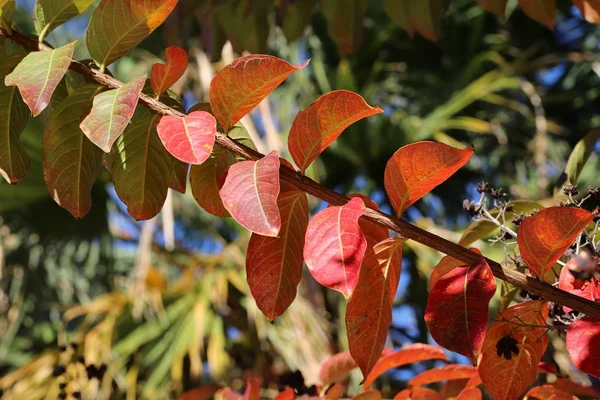 Feuilles Jaunes Branches Sèches Sur Les Arbres Dans Parc Ville — Photo