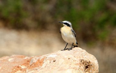 İsrail 'in kuzeyindeki Akdeniz kıyısındaki bir parkta kuş. 