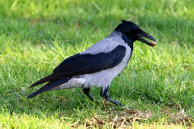 İsrail 'in kuzeyindeki Akdeniz kıyısındaki bir parkta kuş. 