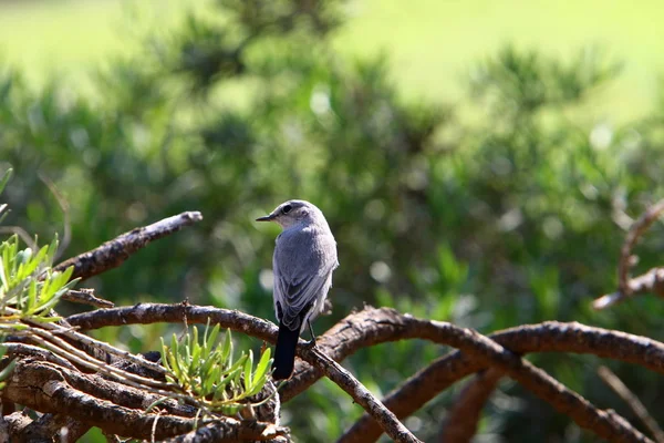 Srail Kuzeyindeki Akdeniz Kıyısındaki Bir Parkta Kuş — Stok fotoğraf