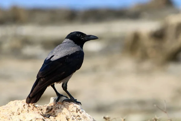 Fågel Park Vid Medelhavet Norra Israel — Stockfoto