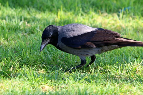 Vogel Een Park Aan Oevers Van Middellandse Zee Het Noorden — Stockfoto