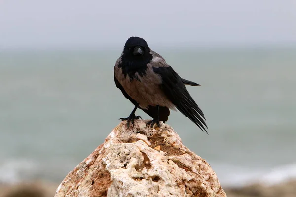 Vogel Een Park Aan Oevers Van Middellandse Zee Het Noorden — Stockfoto