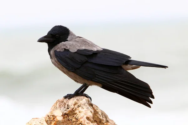 Oiseau Dans Parc Sur Les Rives Mer Méditerranée Nord Israël — Photo