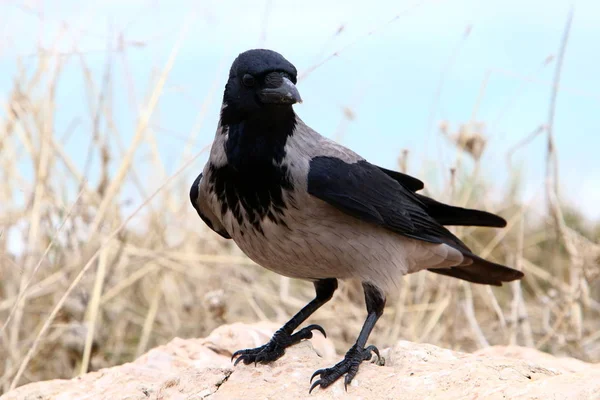 Pássaro Parque Nas Margens Mar Mediterrâneo Norte Israel — Fotografia de Stock