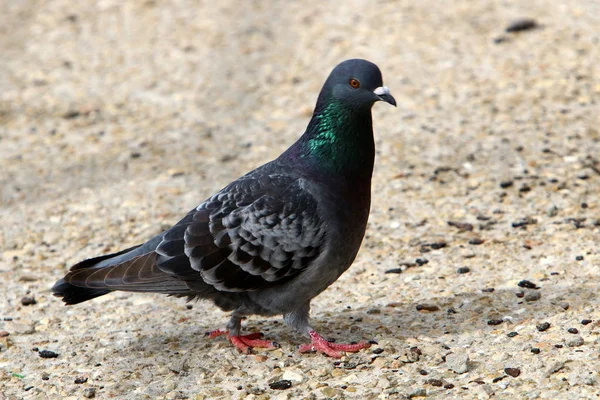 Vogel Einem Park Ufer Des Mittelmeeres Norden Von Island — Stockfoto